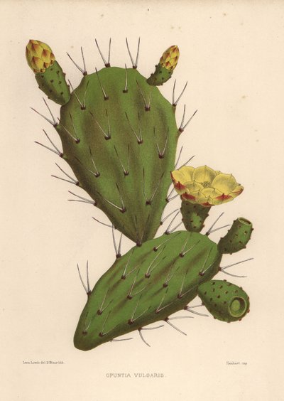 Eastern Prickly Pear, Opuntia Ficus-Indica by Unknown